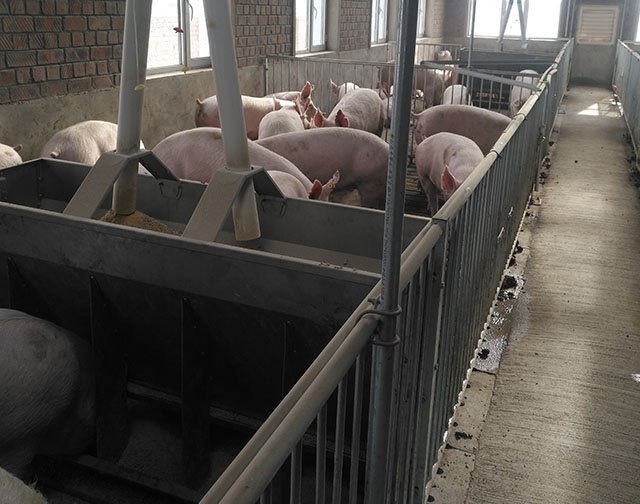 育肥豬食槽 不銹鋼食槽 帶水管食槽 雙面食槽 8孔食槽 豬食槽